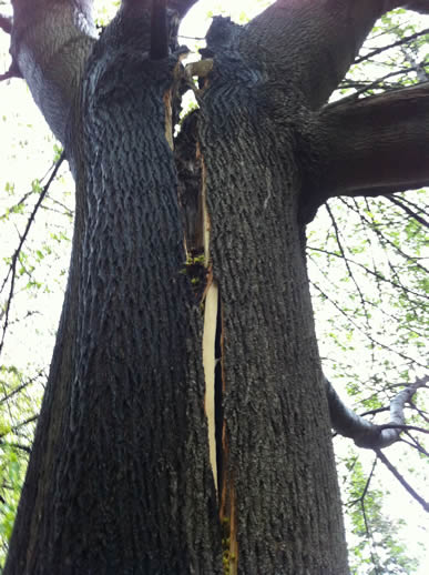 image of a very large crack in a tree